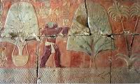 Hatshepsout - l'expedition egyptienne rapporte un arbre a encens du pays de Pount.jpg